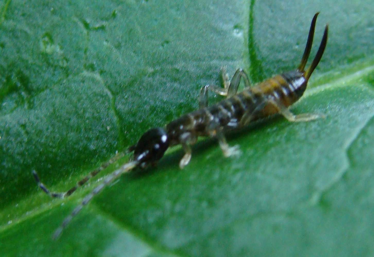 Dermatteri